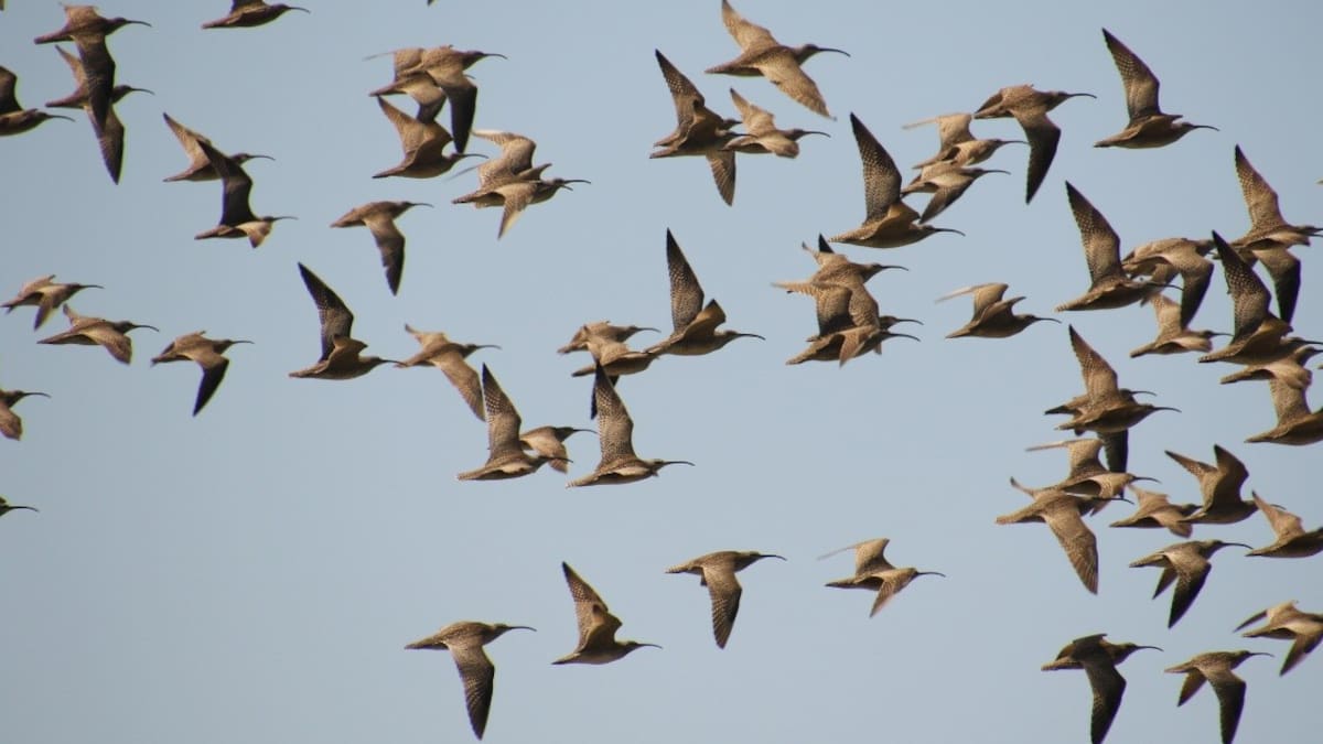 De Chile a Alaska con escala en Baja California: 500 zarpitos, aves playeras eligen los cultivos de San Quintín