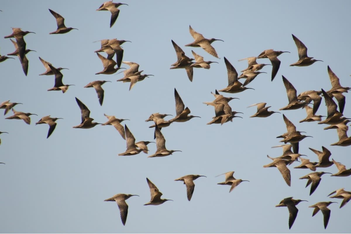 De Chile a Alaska con escala en Baja California: 500 zarpitos, aves playeras eligen los cultivos de San Quintín