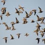De Chile a Alaska con escala en Baja California: 500 zarpitos, aves playeras eligen los cultivos de San Quintín