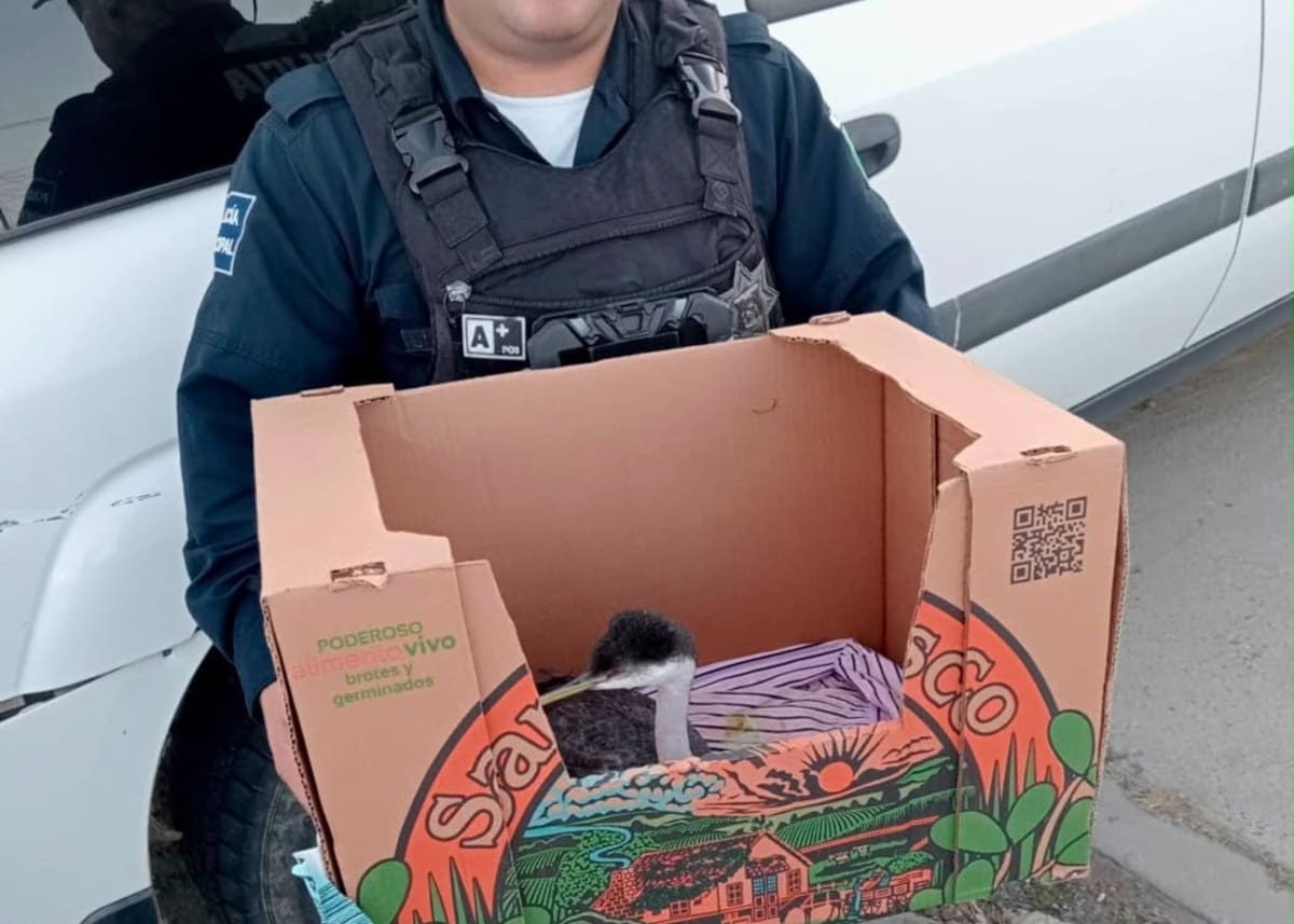 La corporación informó que durante 2026 también aplicó más de 200 infracciones relacionadas con fauna doméstica y realizó operativos con CACYFE. Foto: Cortesía