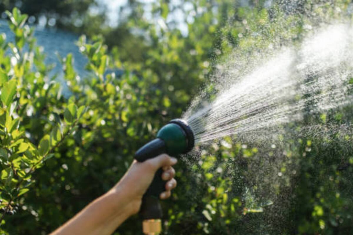 Así puedes cuidar los árboles y plantas ante las olas de intenso calor en Sonora