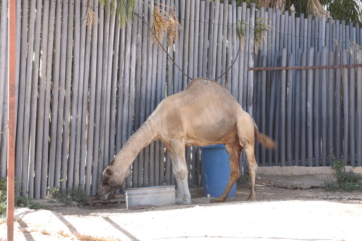 Los dromedarios pueden llegar a vivir hasta 40 años en cautiverio, si se
mantienen sanos y bien cuidados.