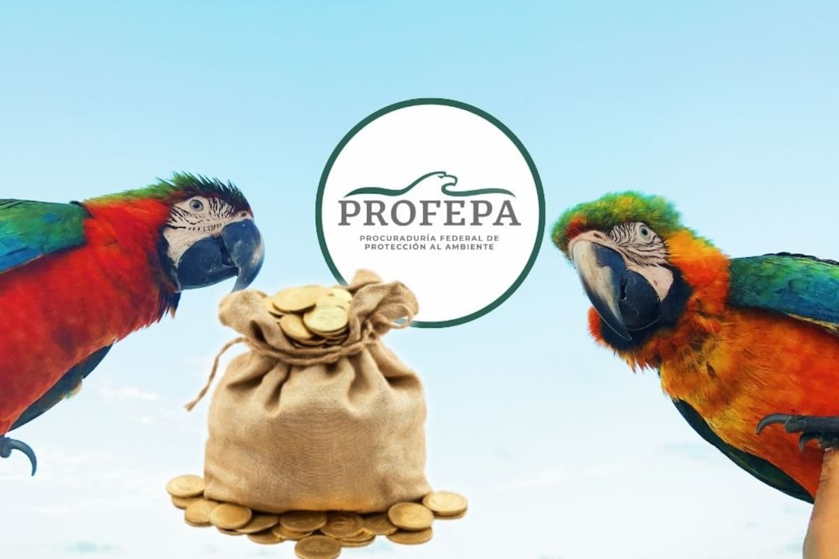 Profepa confirma que multarán con más de medio millón de pesos y hasta 9 años de prisión a quienes tengan loros, pericos o guacamayas nativas como mascota en 2026