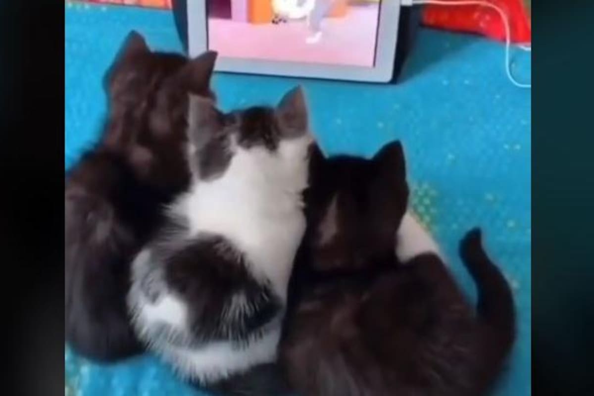 TIKTOK: Gatitos se reunen para ver caricatura