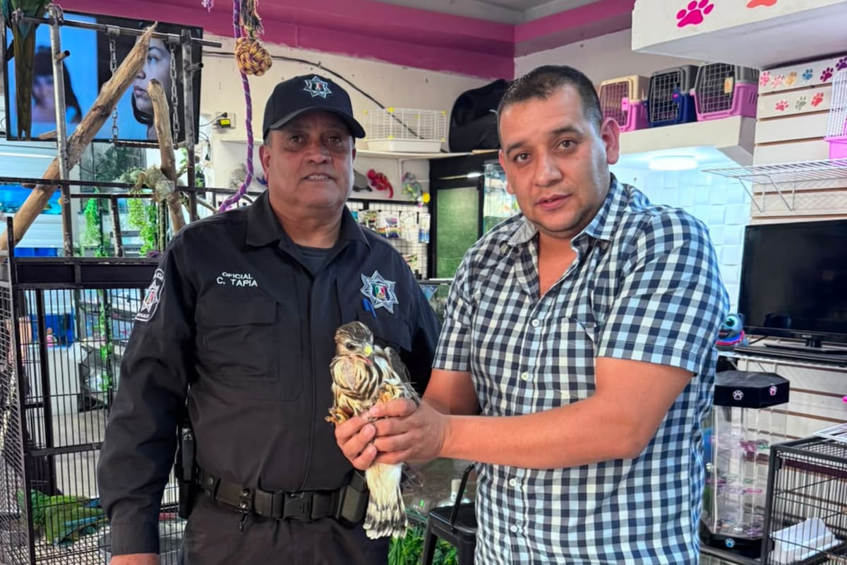 Ciudadano rescata a un halcón herido bajo el puente del IMSS en Nogales; Profepa asume su resguardo