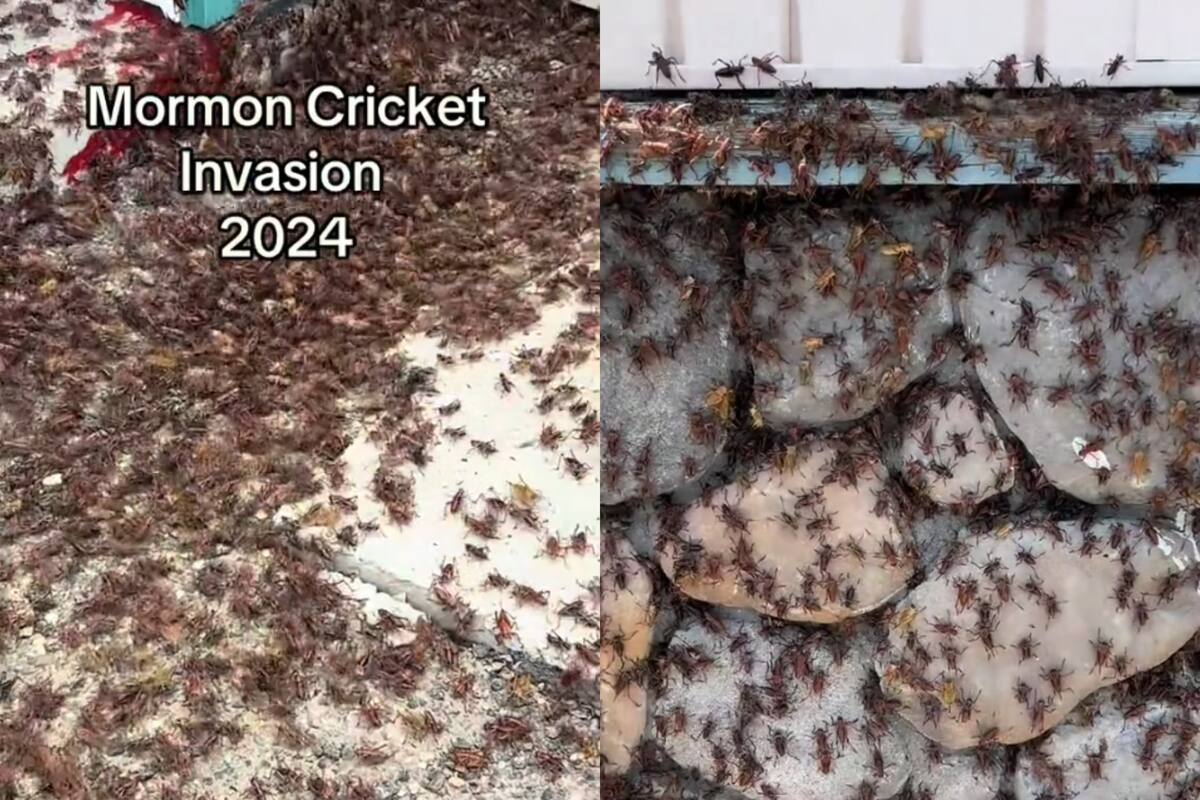 VIDEO: Grillos mormones caníbales vuelven a plagar Nevada