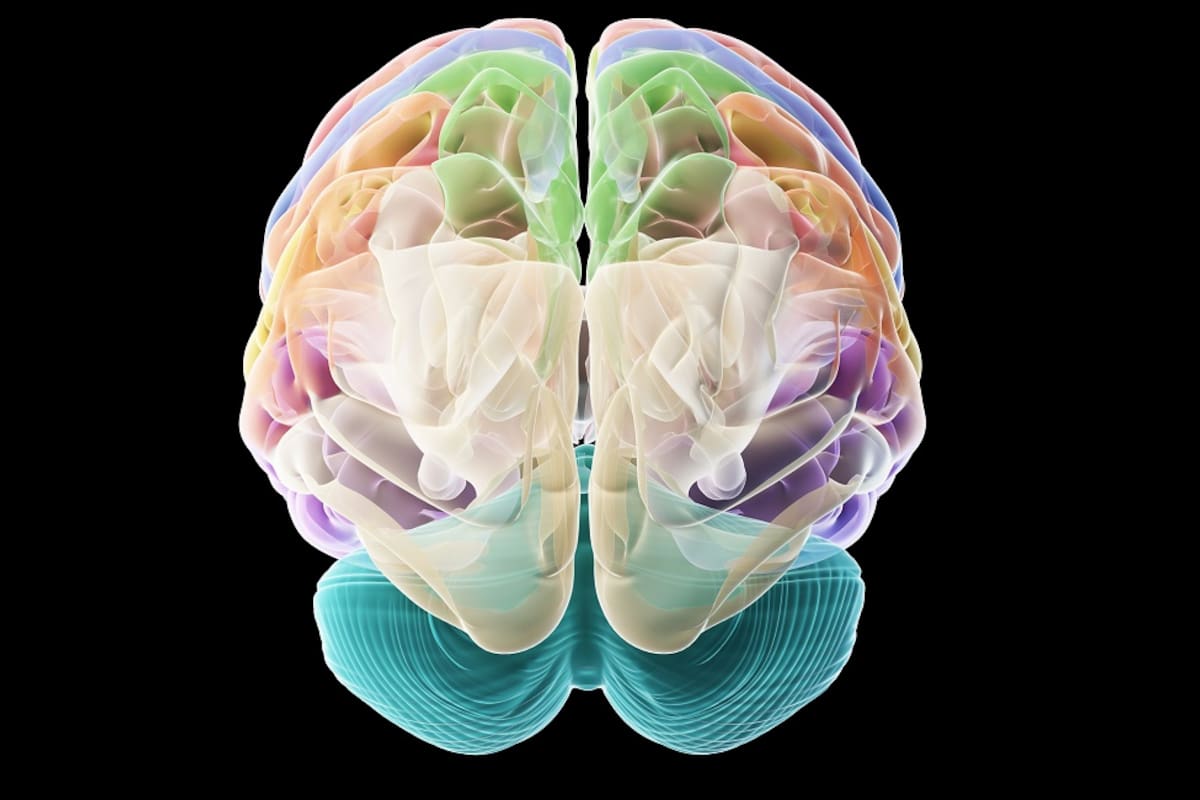 Así funcionan diferente los cerebros de hombres y mujeres, según la ciencia