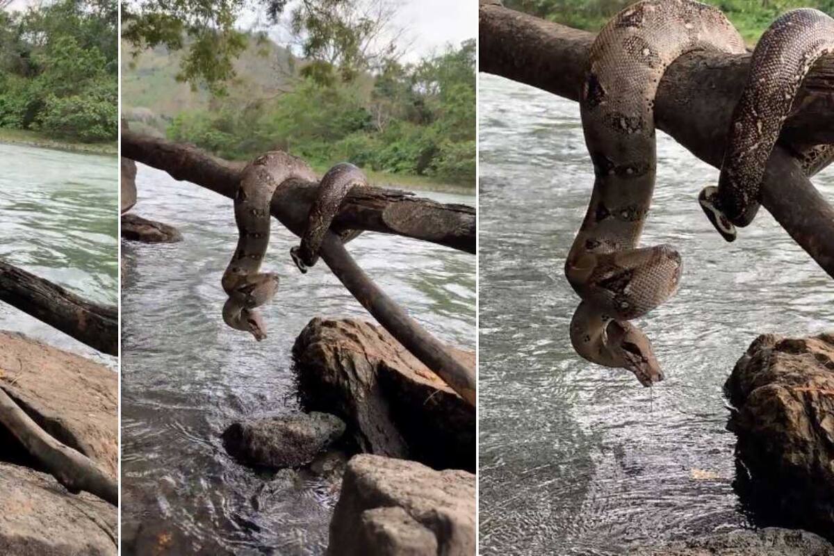 VIDEO: Hombre confunde boa con tronco en el río Humuya, Honduras