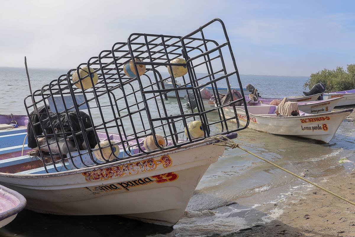 Atemoriza a buzos el avistamiento de más tiburones