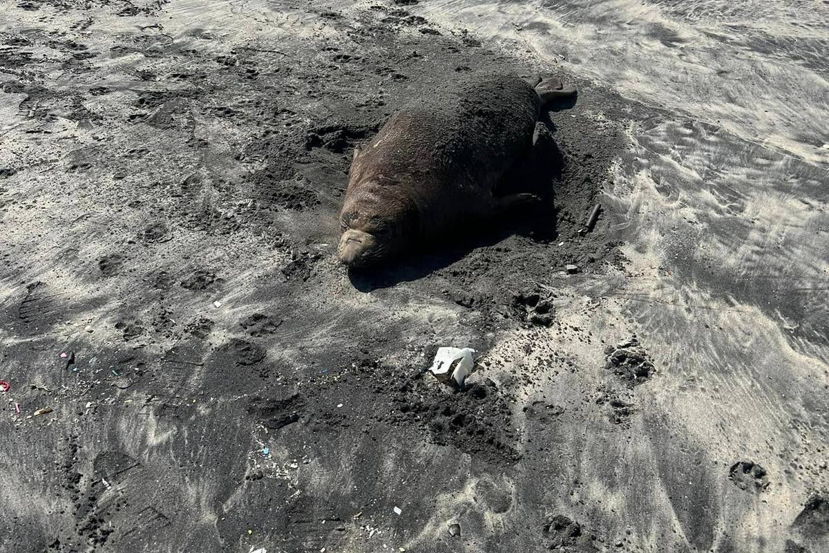 Piden no molestar a ejemplares de foca elefante que descansan en las playas
