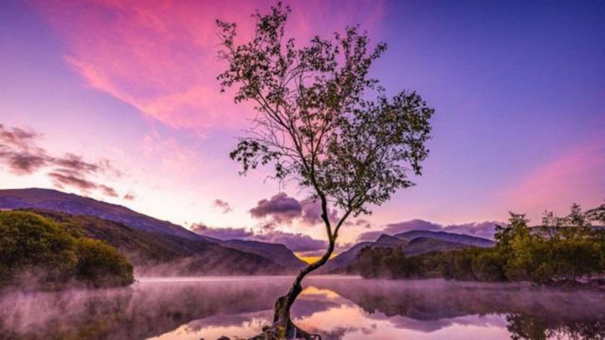 Árbol solitario de Andrea Graham