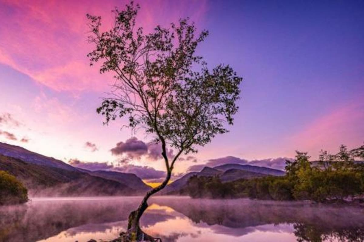 “Árbol solitario” la mágica fotografía ganadora del Premio Internacional del Fotógrafo de Jardines