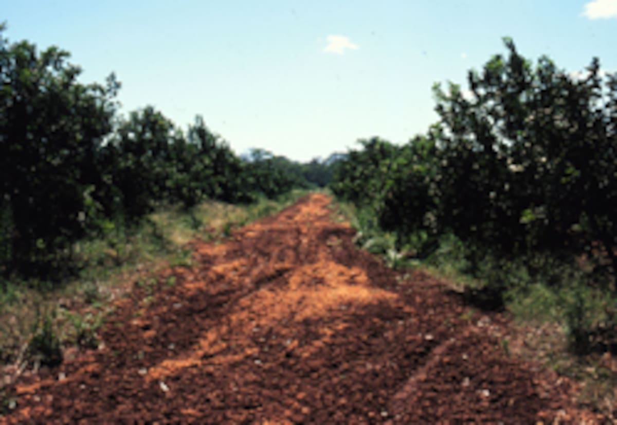 Vista del Módulo 1, después del proceso de biodegradación de las cáscaras. Foto/G-Jiménez.