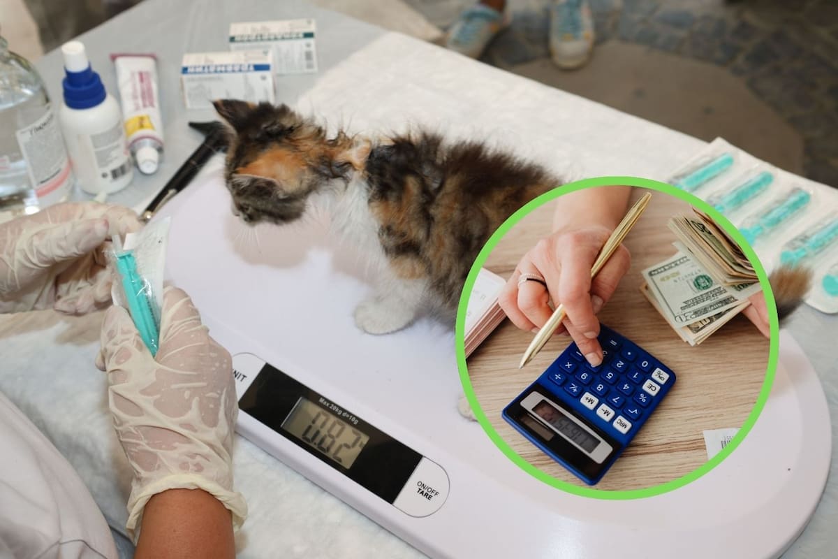 Si planeas adoptar un perro o gato, especialistas recomiendan crear un fondo de emergencia de un mes de sueldo para salud, ya que este compromiso impactará tus finanzas hasta por 20 años