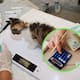 Si planeas adoptar un perro o gato, especialistas recomiendan crear un fondo de emergencia de un mes de sueldo para salud, ya que este compromiso impactará tus finanzas hasta por 20 años
