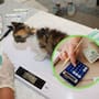 Si planeas adoptar un perro o gato, especialistas recomiendan crear un fondo de emergencia de un mes de sueldo para salud, ya que este compromiso impactará tus finanzas hasta por 20 años
