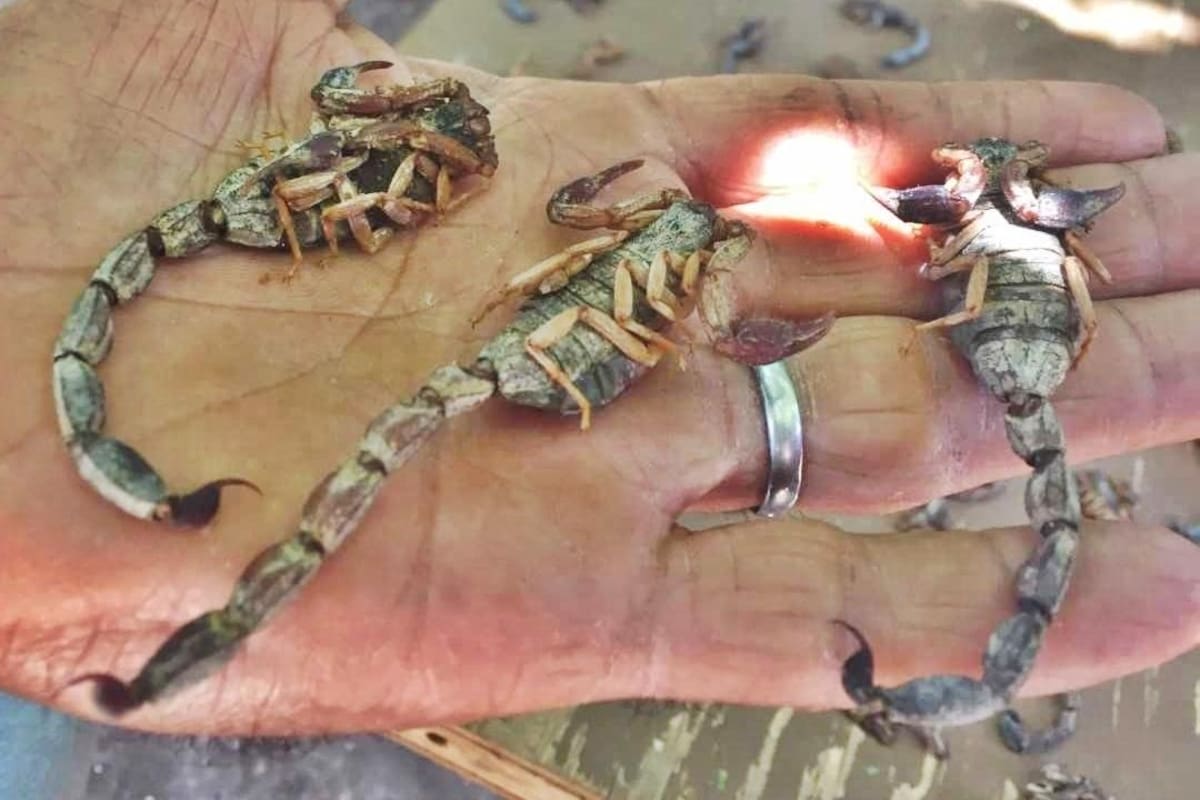 Picaduras de alacrán, mordedura de viuda negra y araña violinista, las atenciones más comunes atendidas por urgenciólogos sonorenses
