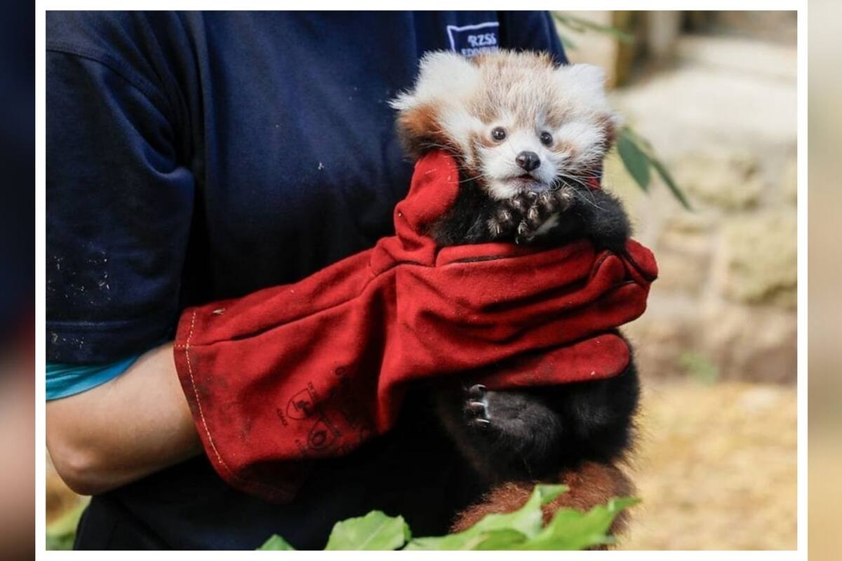 Panda rojo pierde la vida en zoológico tras espectáculo con fuegos artificiales