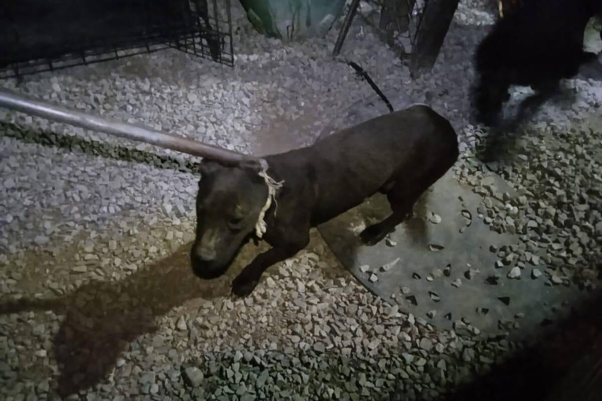 Rescatan a 13 perros en condición de abandono tras cateo en Rosarito