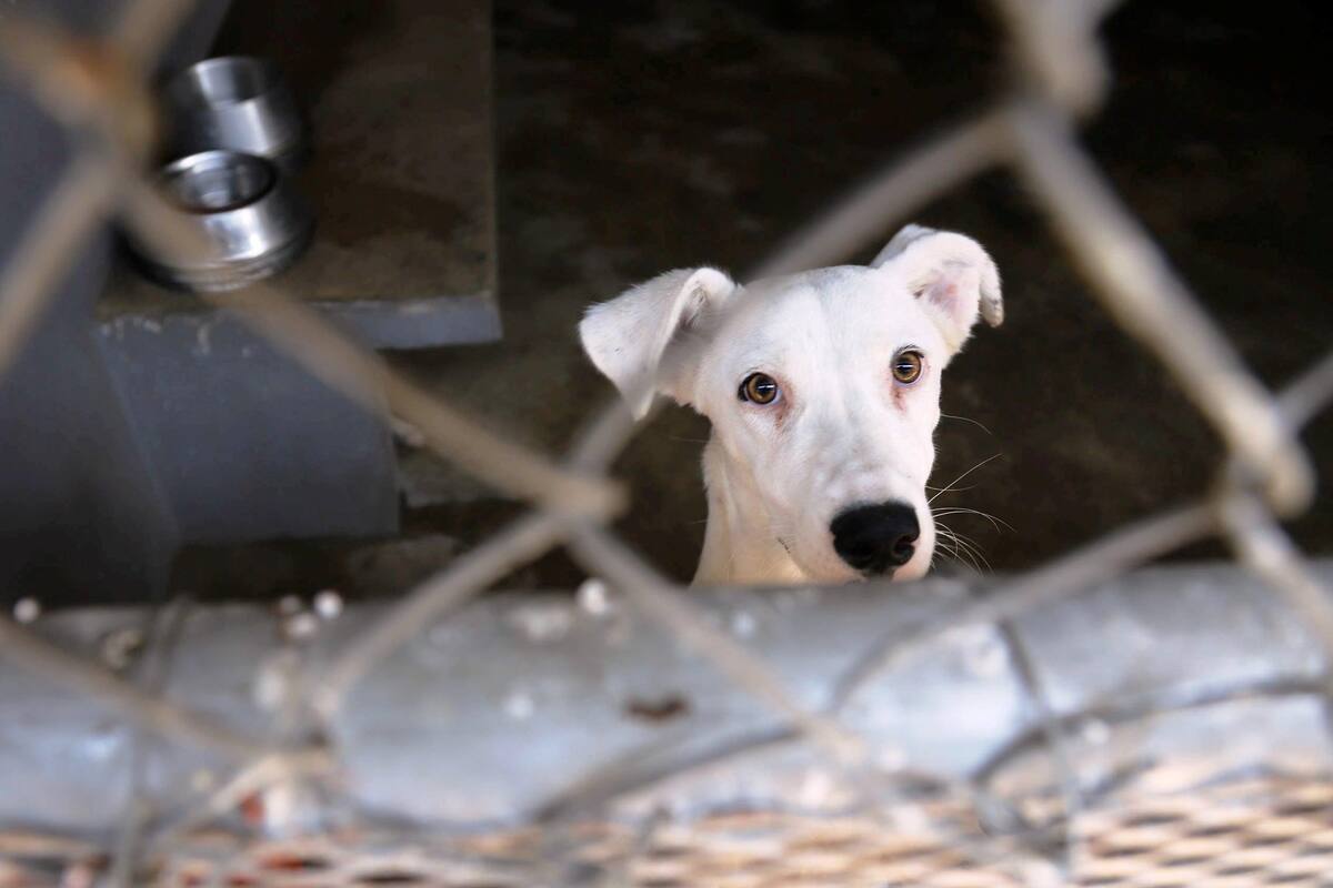 Casi 500 mascotas han sido adoptadas durante la contingencia: CAM