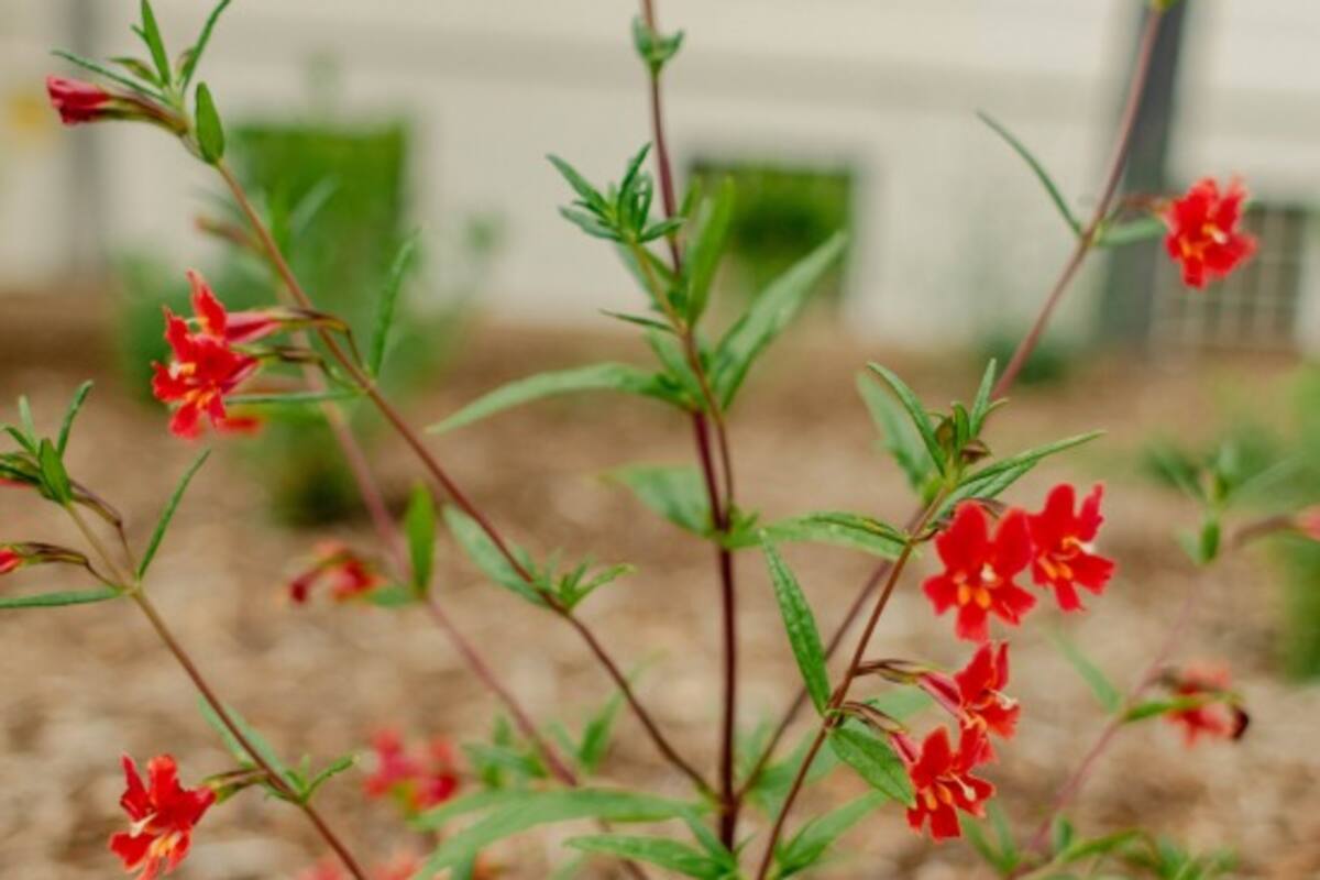 Celebrarán feria del jardín en parque Balboa