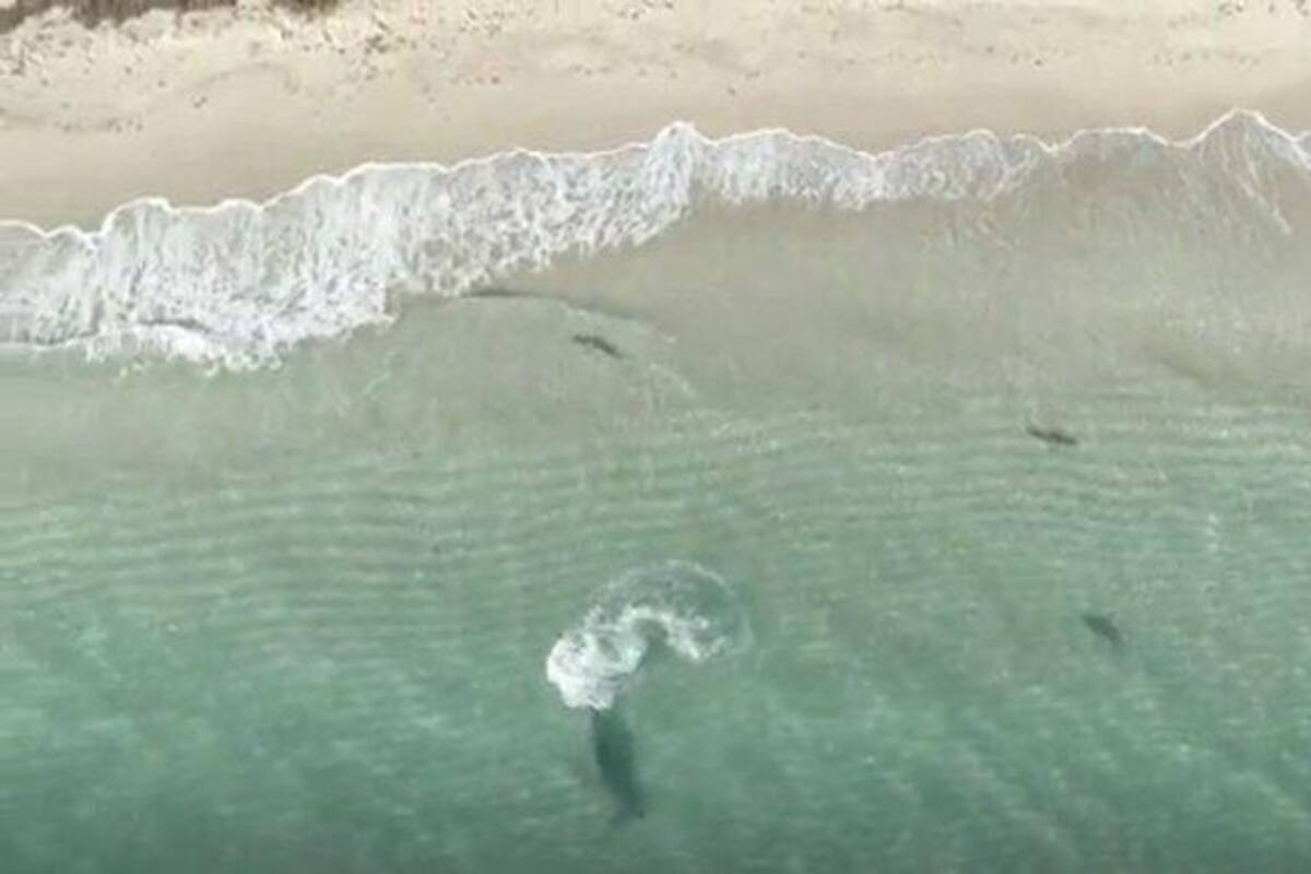 VIDEO: Captan por primera vez cómo los tiburones pequeños escapan del peligro de escualos más grandes