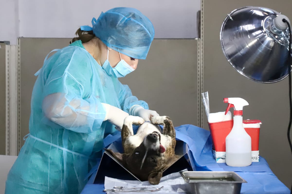 Solo 3 de cada 10 perros esterilizados por Secretaría de Salud son “pesados”