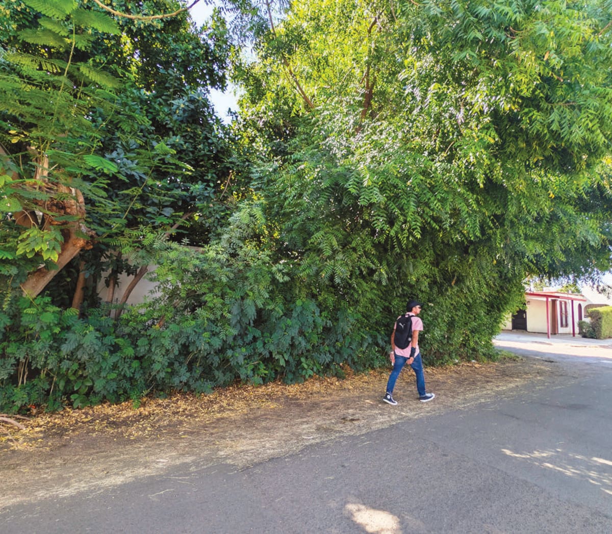 Gracias a la gran cantidad de árboles el recibo de la luz en verano, no es un problema para Enrique Maytorena.