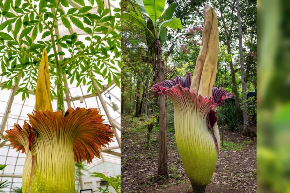 Conoce a la “flor cadáver”: la flor más apestosa del mundo