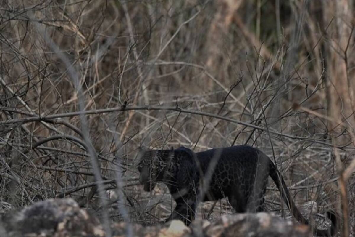 Encuentran leopardo negro extremadamente raro