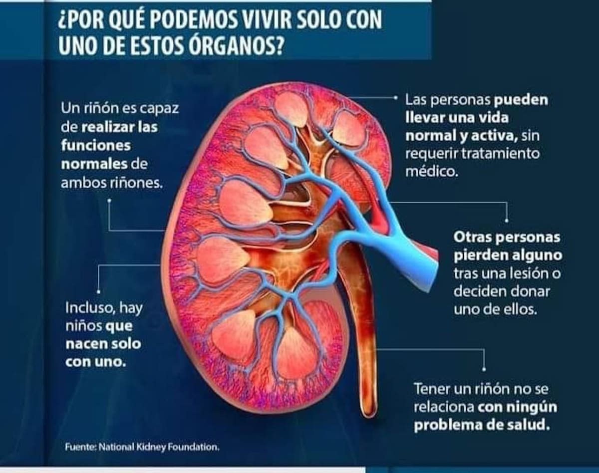 La lista de órganos y tejidos trasplantables incluye: Pulmón, corazón, riñón, hígado, páncreas, intestino, estómago, piel, córnea, médula ósea, sangre, hueso, entre otros, siendo el riñón el órgano más comúnmente trasplantado a nivel mundial.