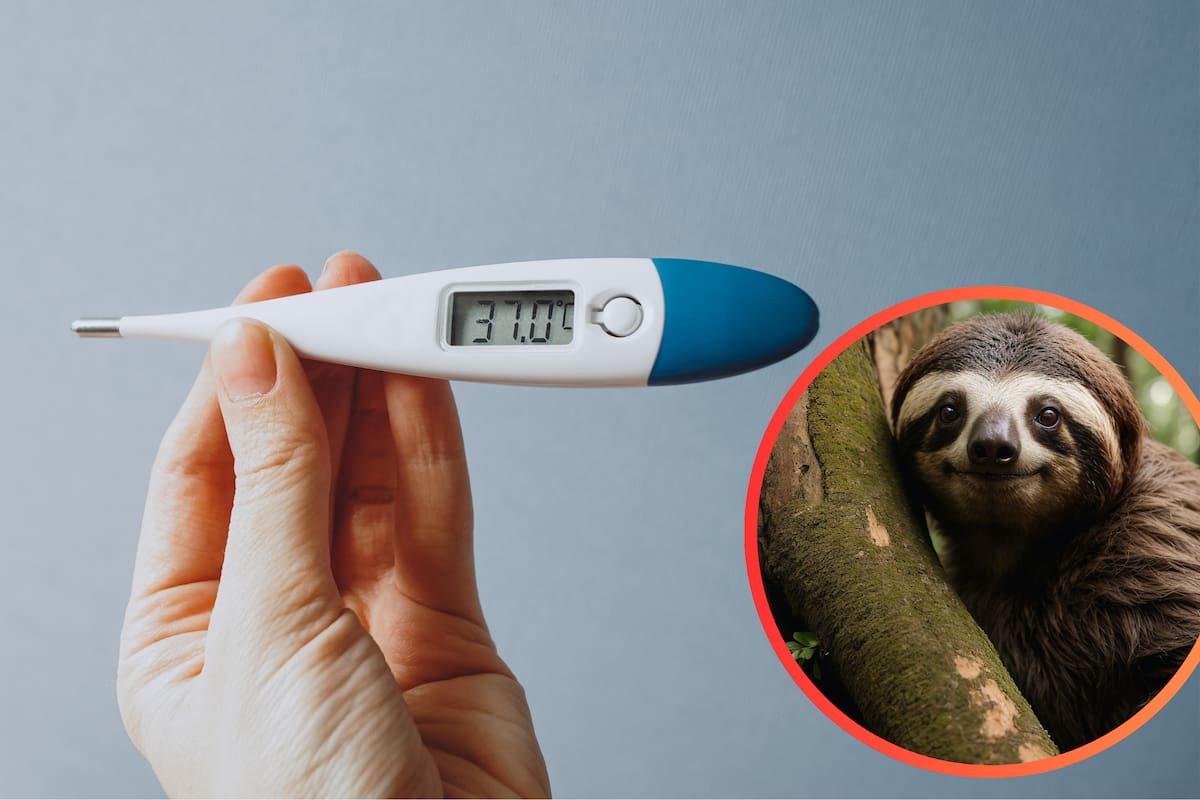 ¿Qué es la ‘fiebre del perezoso’? El virus que está afectando a EU