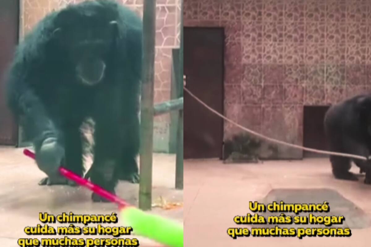 Chimpancé llamado Yu Hui se vuelve viral por realizar tareas domésticas en un zoológico de China