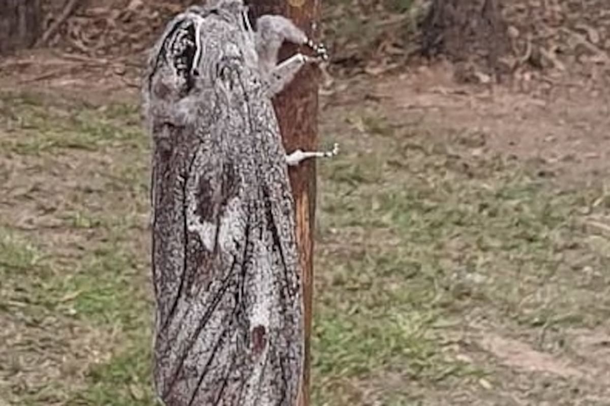 Encuentran gran polilla en Australia