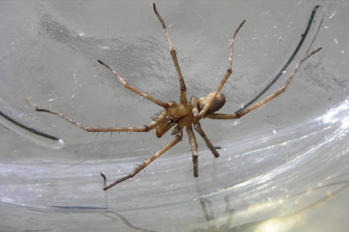 Araña violinista: ¿Cómo reconocerla y qué hacer en caso de picadura?