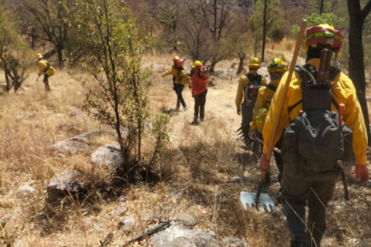 Gobierno de Sonora liquida incendio en Yécora tras afectación de más de 5 mil hectáreas