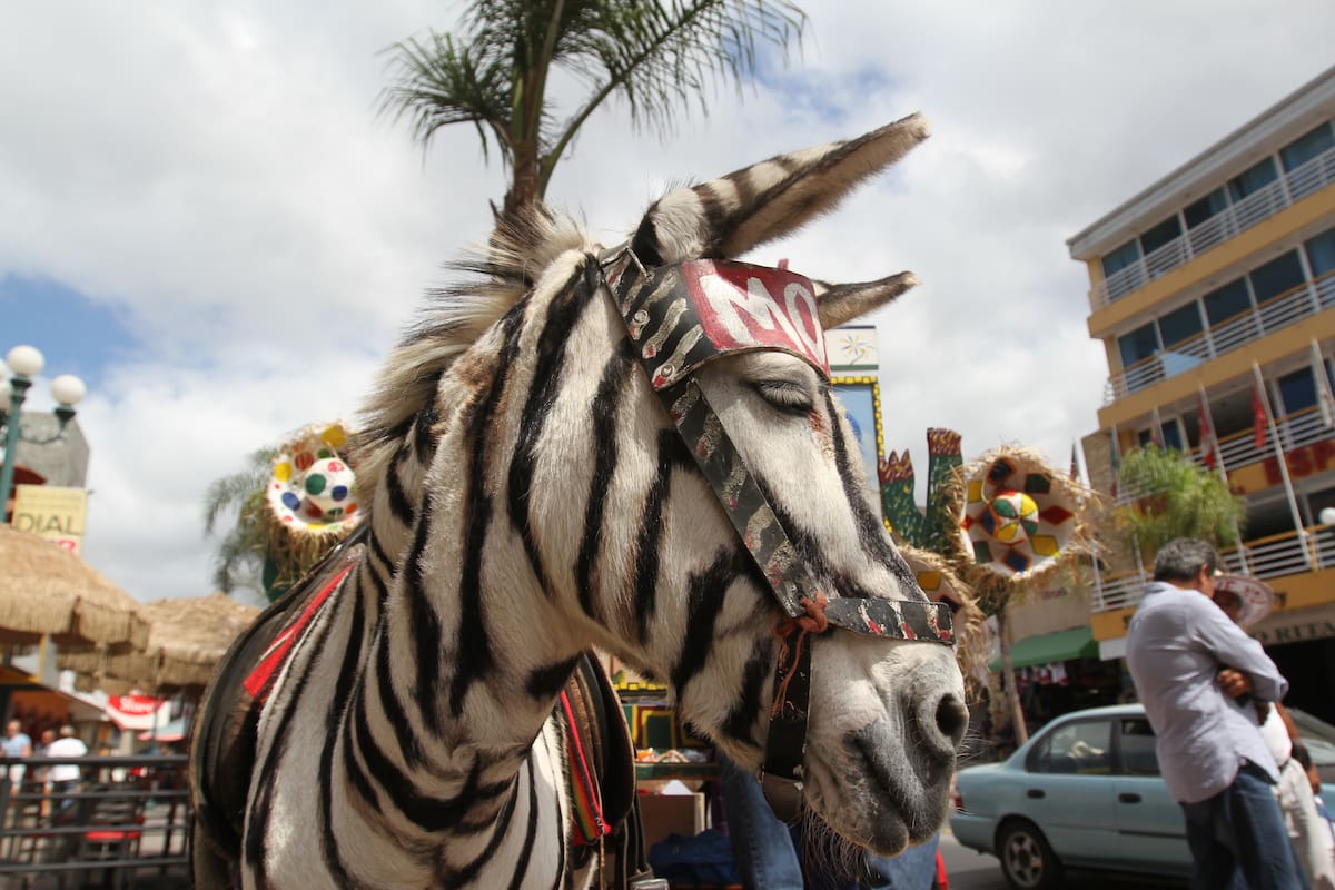 Piden liberar a ‘burros cebra’ de la Revolución
