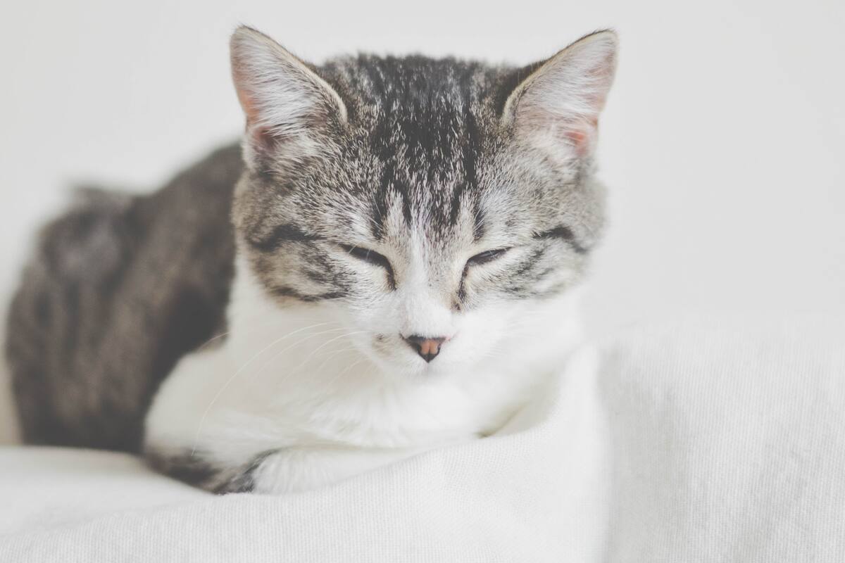 Gripe aviar en gatos: una amenaza creciente para las mascotas