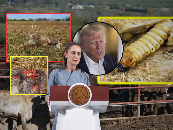 Sheinbaum afirma que México atiende plaga de gusano barrenador en ganado y que algunas peticiones de EEUU son “un exceso” | Noticias de México | El Imparcial
