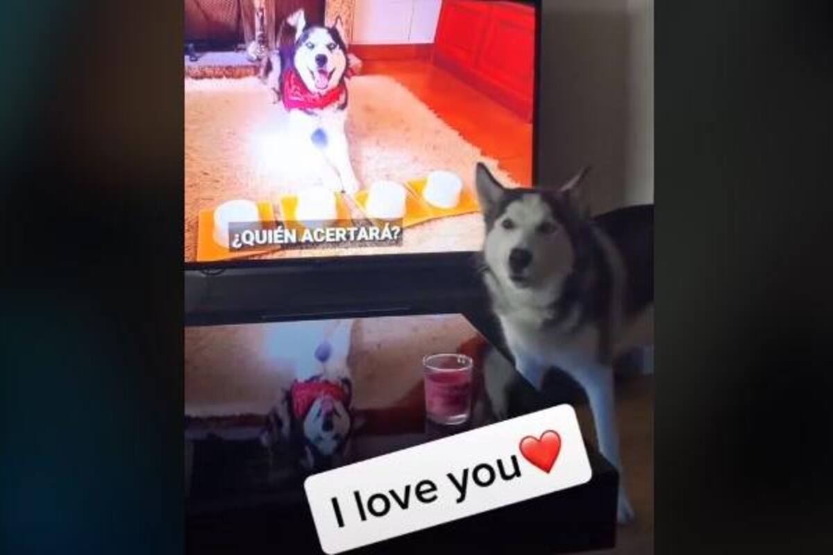 TikTok: Perrito se emociona al ver otro canino en televisión