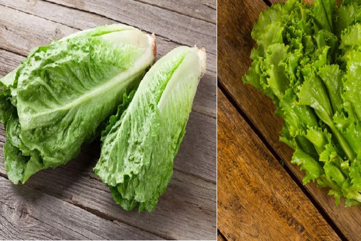 Diferencias entre la Lechuga Romana y la Italiana: Textura, sabor y usos culinarios