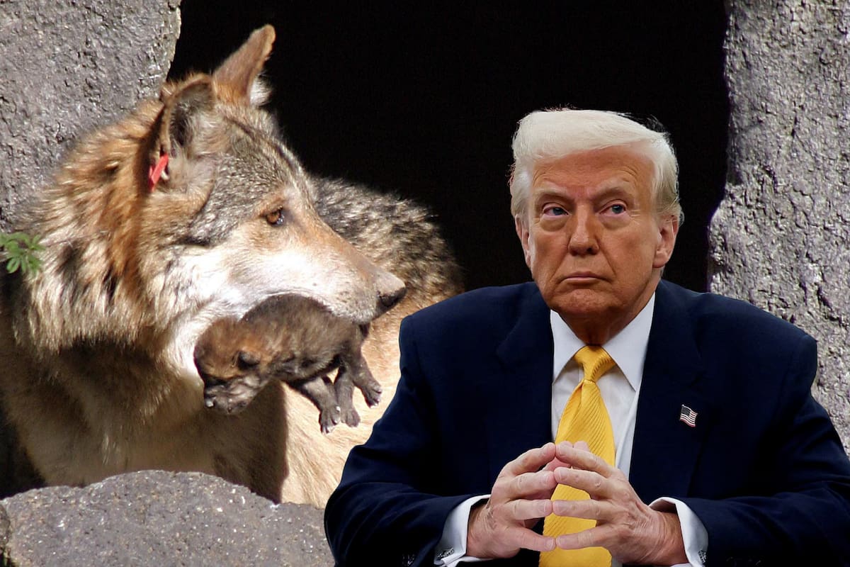 ¿Los ganaderos podrán matar lobos en EU? Esto dice la nueva orden firmada por Trump