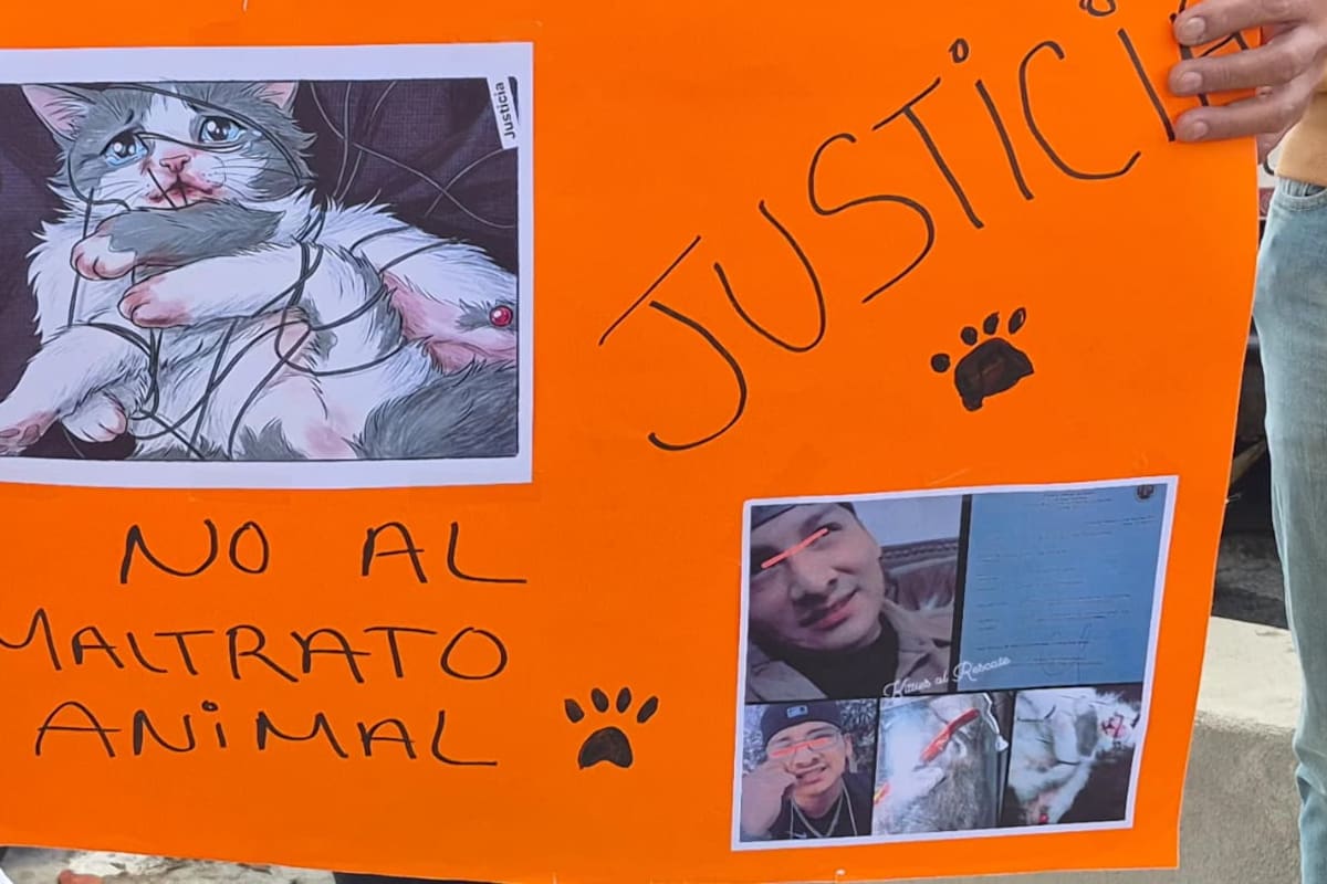 Piden cárcel para hombre que cosió hocico de gatito