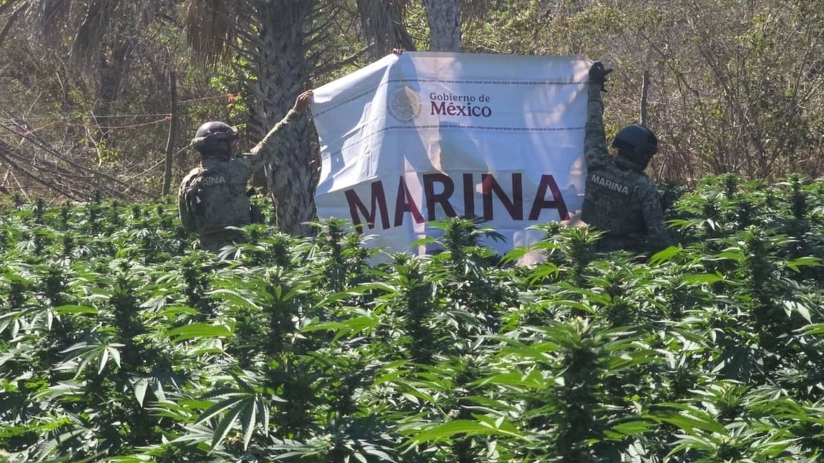 Secretaría de Marina y Ejército localizan y destruyen plantíos de marihuana y decomisan precursores químicos e hidrocarburo en Sinaloa y Chihuahua