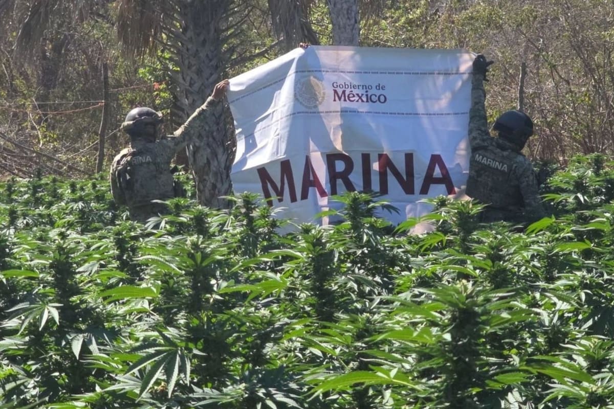 Secretaría de Marina y Ejército localizan y destruyen plantíos de marihuana y decomisan precursores químicos e hidrocarburo en Sinaloa y Chihuahua