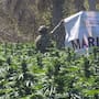 Secretaría de Marina y Ejército localizan y destruyen plantíos de marihuana y decomisan precursores químicos e hidrocarburo en Sinaloa y Chihuahua