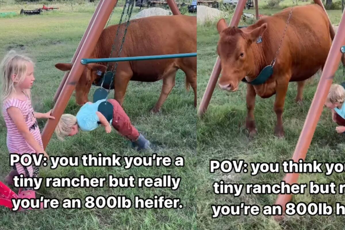 “Ella también quiere jugar”: Vaca ve a unos niños jugando en los columpios y se les une sin mucho éxito