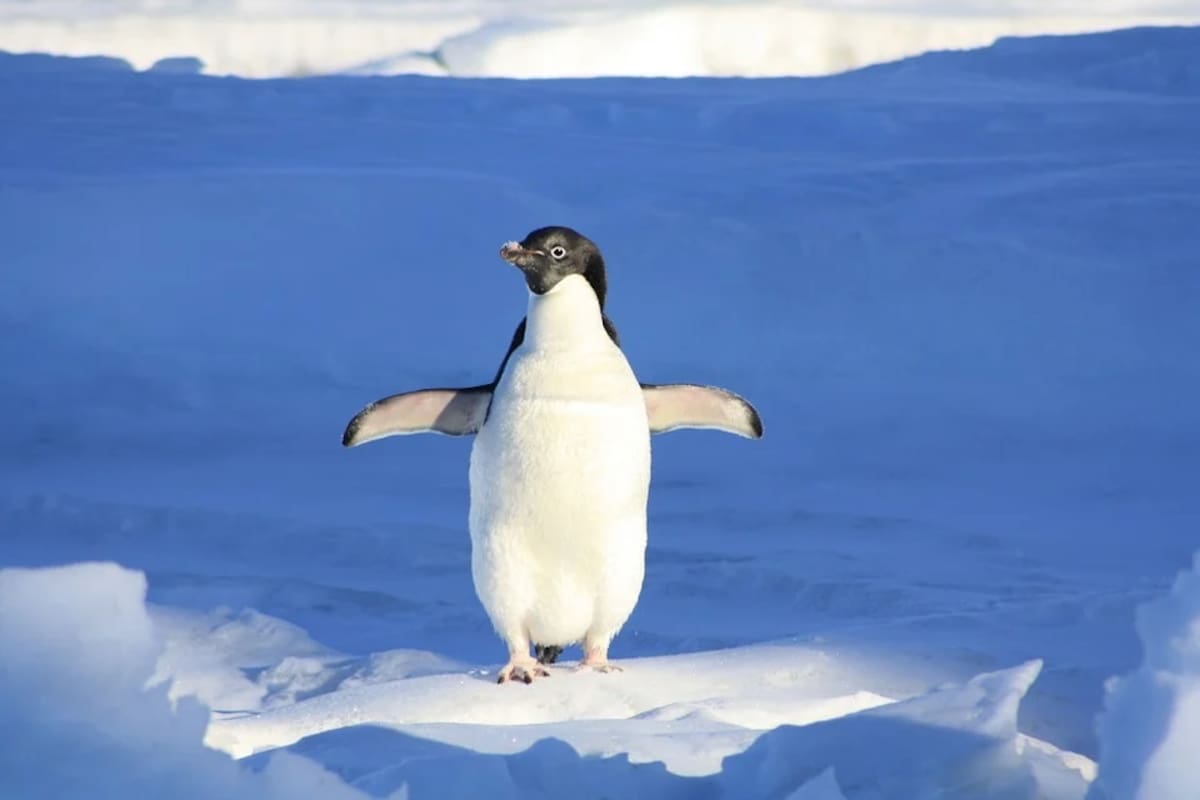 Salta pingüino a bote de turistas en la Antártida