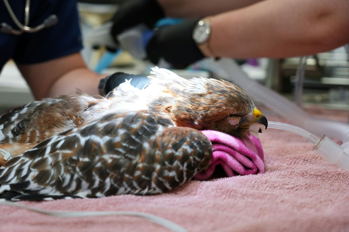 Dos halcones fueron atendidos por heridas de bala en San Diego y el área de Indio, California. Foto. Cortesía