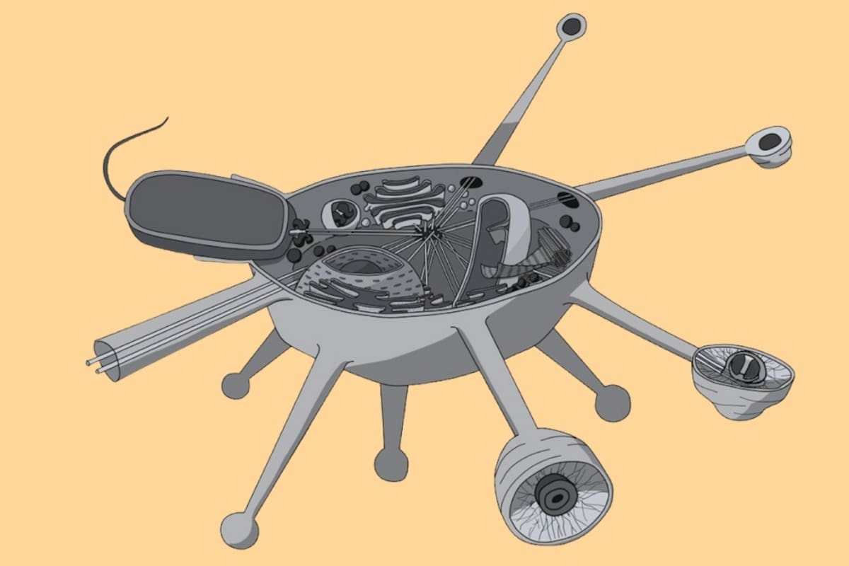 Solarion arienae: El “fósil viviente” que obliga a reescribir el árbol de la vida